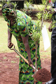 Wangari Maathai (2004 Nobel Peace Prize Laureate and Green Belt Movement founder) plants a tree ooutside the Outspan Hotel in Nyeri, Kenya to mark the launch of her autobiography, Unbowed. Photo: Wanjira Mathai, September 30, 2006