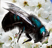 Mason Bee Project